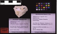 Foto (Objekt + Etiketten) von Gastrodorus sp. (NHMW-GEO-1990-0041-0132)